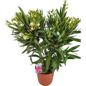 Nerium Oleander L - Oleander Wit - Witte bloemen - Pot ⌀ 23cm - Hoogte 60-70cm
