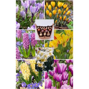 Bulbs by Brenda - Skyler bloembollen mix voor lasagne beplanting 70 stuks - bijen en vlinders - tulpenbollen - narcis - hyacint - crocus