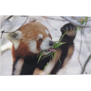 WallClassics - Vlag - Kleine Panda Etend aan Blaadje - 60x40 cm Foto op Polyester Vlag