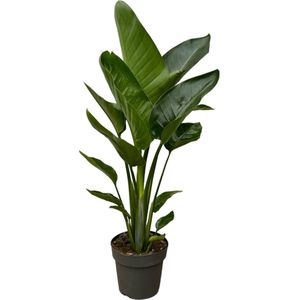 Plantenboetiek.nl | Strelitzia Nicolai - Ø19cm - 80-90cm hoog - Kamerplant - Groenblijvend