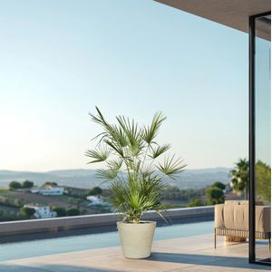 Combi deal - Chamaerops Humilis struik inclusief Bucket - 180cm