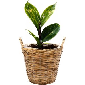 Mega Collections Planten/bloemen mand Cuba - rotan - lichtbruin - D17 x H14 cm - plantenpot voor buiten