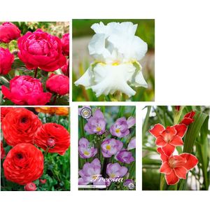 Nederlands beste kwaliteits bloembollen 5 x - Pioenrozen - Fresia's - Ranonkels - Irissen - Gladiolen Leuk om te geven en om te krijgen!