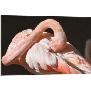 WallClassics - Vlag - Flamingo verstopt z'n Kop - 75x50 cm Foto op Polyester Vlag