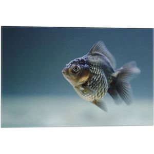 WallClassics - Vlag - Vis in het Water - 60x40 cm Foto op Polyester Vlag