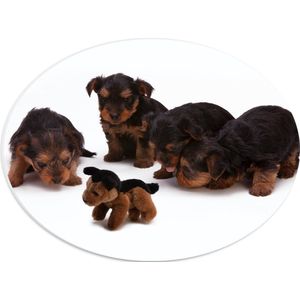 WallClassics - PVC Schuimplaat Ovaal - Vier Bruin met Zwarte Puppy's bij Soortgenoot Knuffel - 40x30 cm Foto op Ovaal (Met Ophangsysteem)