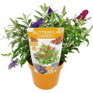 Bloomique - Buddleja Butterfly Candy Festival - Vlinderstruik - Tuinplanten - Winterhard - 3 Kleuren Bloemen in 1 Plant - 30-40 cm Hoog - Pot 19 cm