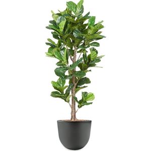 HTT - Kunstplant Ficus Lyrata in Eggy antraciet H200