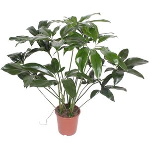 Philodendron Green Wonder half schaduw kamerplant - 120 cm hoog- ø27 - Tropische elegantie