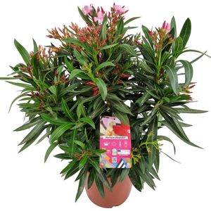 Nerium Oleander - Tricolor- 3 kleuren - Pot ⌀ 30cm - Hoogte 80-100cm
