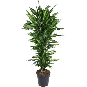 Dracaena Cintho vertakt - 150 cm - ø31