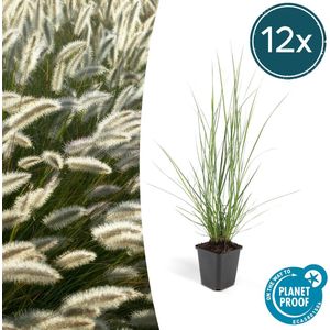 12x Lampenpoetsergras 'Hameln' (Pennisetum alopecuroides 'Hameln') - siergras
