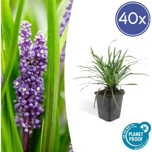 Leliegras Moneymaker - 40x Liriope muscari - 10-25cm - Ø9cm - opvallende paarse bloemen