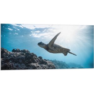 WallClassics - Vlag - Schilpad Zwemmend onder Water - 100x50 cm Foto op Polyester Vlag