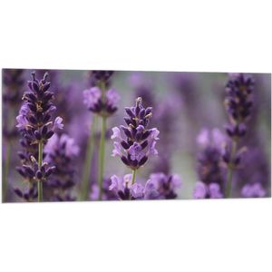 WallClassics - Vlag - Bloemenveld van Lavendel Bloemen - 100x50 cm Foto op Polyester Vlag