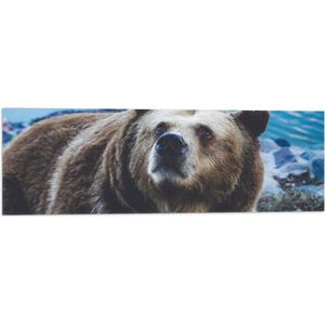 WallClassics - Vlag - Bange Bruine Beer - 90x30 cm Foto op Polyester Vlag