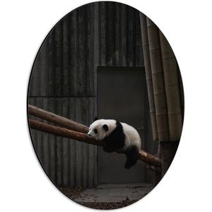 WallClassics - Dibond Ovaal - Panda Slapend op een Boomstam - 30x40 cm Foto op Ovaal (Met Ophangsysteem)