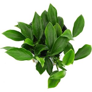 Aquaflora Anubias Nana Paxing | in 5 cm pot