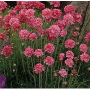 6 x Armeria Maritima 'Rosea' - Engels Gras pot 9x9cm, roze bloemen en bodembedekkend