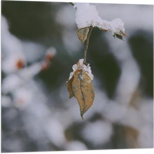 WallClassics - Vlag - Laagje Sneeuw op Kale Herfstboom - 80x80 cm Foto op Polyester Vlag