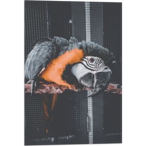 WallClassics - Vlag - Zwart met Oranje Papegaai op een Tak in een Kooi - 40x60 cm Foto op Polyester Vlag