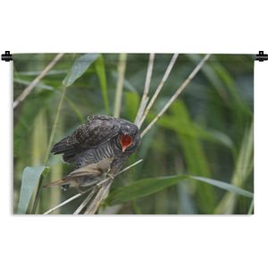 Wandkleed Koekoek - Een zingende koekoek in het riet Wandkleed katoen 60x40 cm - Wandtapijt met foto