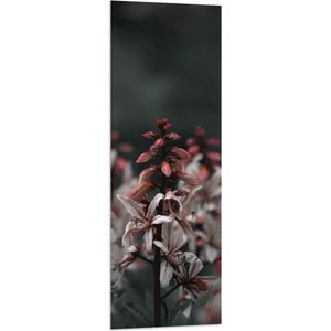 WallClassics - Vlag - Clos-up van Tak van Vuurwerkplant - 40x120 cm Foto op Polyester Vlag