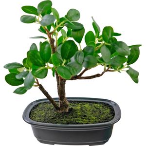 Kunstplant Bonsai Ficus 20 cm