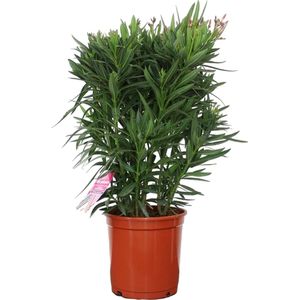 Nerium Oleander XXL - Oleander Roze - Roze bloemen - Pot ⌀ 30cm - Hoogte 80-100cm
