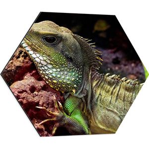 WallClassics - Dibond Hexagon - Groene Chinese Water Dragon - 60x52.2 cm Foto op Hexagon (Met Ophangsysteem)