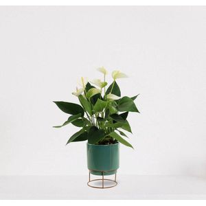 Anthurium Wit in sierpot Emma emerald green – bloeiende kamerplant – flamingoplant – 40-50cm - Ø13 – geleverd met plantenpot – vers uit de kwekerij