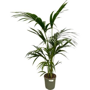 Elegante kamerplant Kentia palm, 130 cm hoogte, Ø21cm