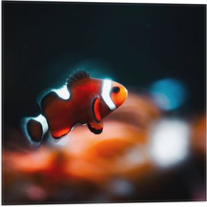 WallClassics - Vlag - Nemo Vis - 50x50 cm Foto op Polyester Vlag