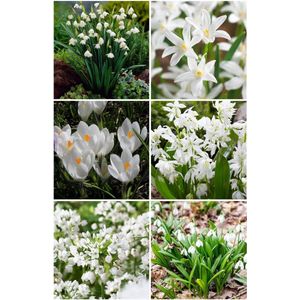 Bulbs by Brenda - Bijzondere bloembollen bijen en vlinder pakket 125 stuks - tulpen - allium - zomerklokjes - sneeuwroem - krokus - sneeuwklokjes - scilla