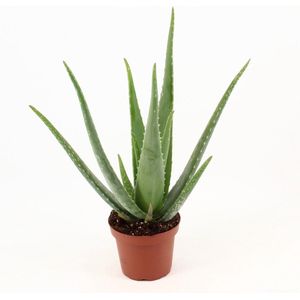 Vetplant – Aloë VeraSources- Flora (Aloe Vera) – Hoogte: 45 cm – van Botanicly