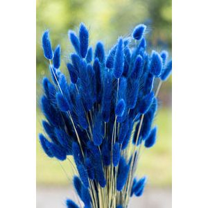 Droogbloemen - Lagurus Ovatus - Hazenstaart - Blauw | 70cm | +- 100g | Perfect voor Boeketten, Decoratie, Doopsuiker, Huwelijk & Verjaardagen | Duurzaam en Stijlvol Bloemenarrangement