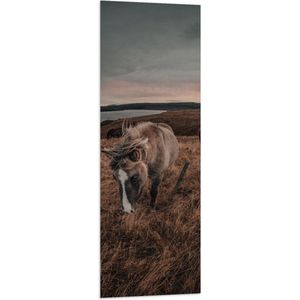 WallClassics - Vlag - Paarden op een Heuvel - 40x120 cm Foto op Polyester Vlag