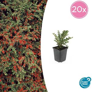 20 Bodembedekkers winterhard - Cotoneaster horizontalis 10-25cm