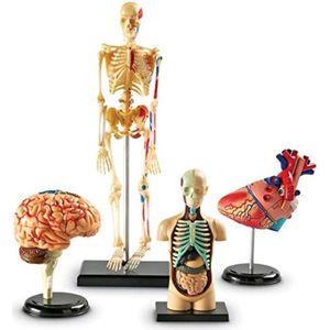 Anatomie Model - Anatomisch Model - Anotomie Torso - Anatomisch Skelet