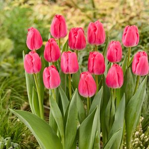 Bloomique - Mix van 20 - Tulipa - Tulpenbollen - Roze - Bloembollen - Voorjaarsbloeiend - Meerjarige Planten - Groeit tot 45-55 cm