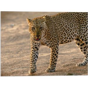 WallClassics - Vlag - Afrikaanse Luipaard - 40x30 cm Foto op Polyester Vlag