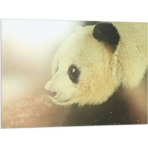 WallClassics - Vlag - Zonlicht op Panda - 100x75 cm Foto op Polyester Vlag