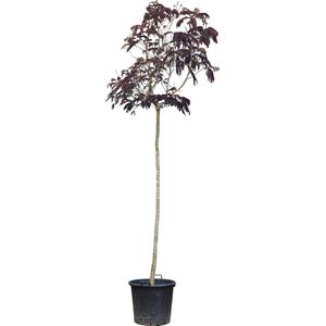 Rode Perzische slaapboom Albizia julibrissin Summer Chocolate 325 cm