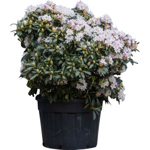 Rhododendron Cunninghams White Rhododendron Cunningham s White 95 cm