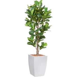 HTT - Kunstplant Ficus Lyrata in Genesis vierkant wit H230 cm