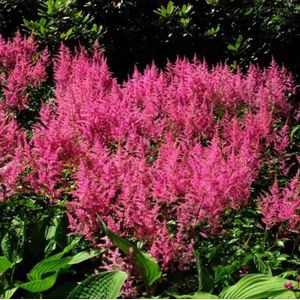 25 x Pluimspirea Roze - Winterharde Tuinplant - Astilbe Rheinland in 9x9cm pot met hoogte 0-10cm