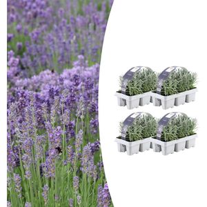 Tuinplantenshop.com | Lavendel angustifolia | 24 stuks - Ø7cm - 15cm hoog - Tuinplant