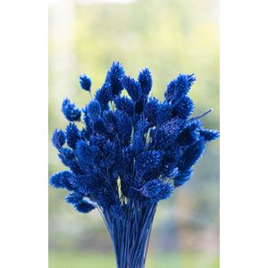 Droogbloemen - Phalaris Canariensis - Kanariezaad - Blauw | 70cm | +- 100g | Perfect voor Boeketten, Decoratie, Doopsuiker, Huwelijk & Verjaardagen | Duurzaam en Stijlvol Bloemenarrangement