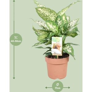 Plantenboetiek.nl | Dieffenbachia Compacta - Ø17cm - 35-45cm hoog - Kamerplant - Groenblijvend