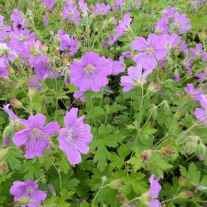 6x Ooievaarsbek - Geranium ‘Sirak’ - Pot 9x9cm